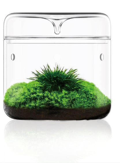 Bio Bottles Emerald Garden Mini Desktop Terrarium (Dew Cup)