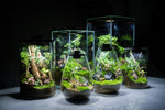 Bio Bottles Emerald Garden Mini Desktop Terrarium (Dew Cup)